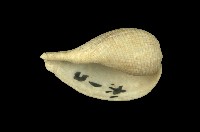 藏品(布氏魁蛤)的圖片